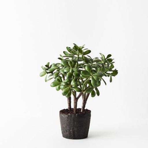 potted artificial jade plant Artificial Jade Plant — Biku Furniture & Homewares