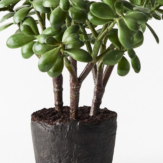 large artificial jade plant Artificial Jade Plant — Biku Furniture & Homewares