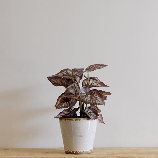 Begonia in Pot - Biku Furniture & Homewares
