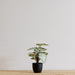 Begonia in Pot Artificial Plant - Biku Furniture & Homewares