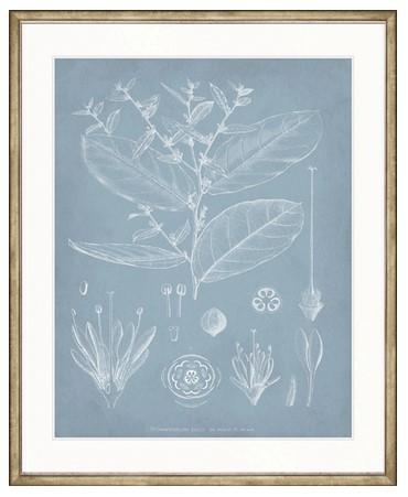 Botanical Study (Pale Blue) IV - Biku Furniture & Homewares