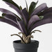 Bromeliad Plant in Pot - Biku Furniture & Homewares