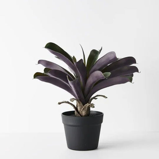 Bromeliad Plant in Pot - Biku Furniture & Homewares