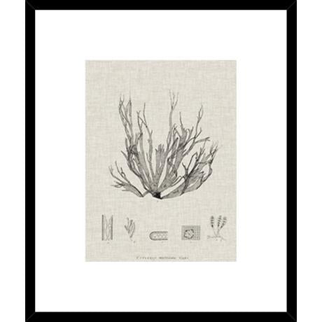 Charbon Toile Seaweed I Art - Biku Furniture & Homewares