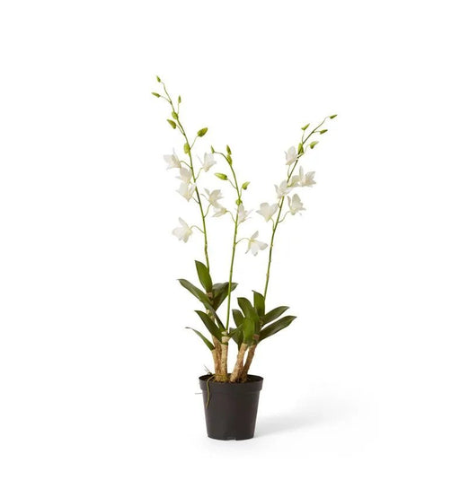 Dendrobium Orchid in Pot - Biku Furniture & Homewares