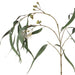 Eucalyptus Flowering Long Leaf - Biku Furniture & Homewares