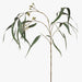 Eucalyptus Flowering Long Leaf - Biku Furniture & Homewares