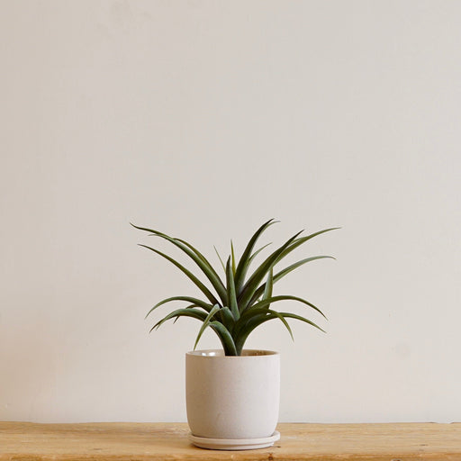 Lya Pot Ceramic Cream - Biku Furniture & Homewares