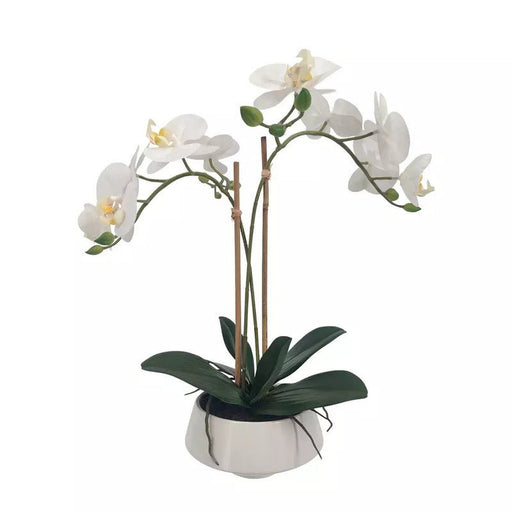 Medium White Orchid in White Pot - Biku Furniture & Homewares