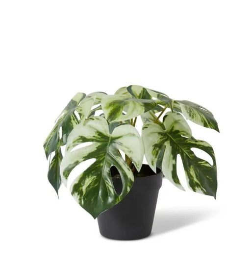Monstera Marble in Pot - Biku Furniture & Homewares