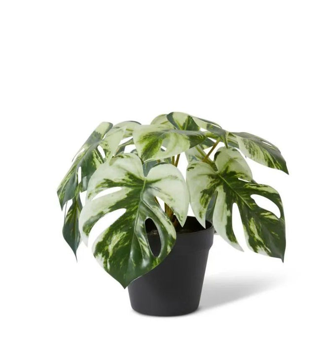 marble monstera plant Monstera Marble in Pot — Biku Furniture & Homewares