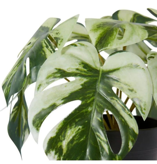 Monstera Marble in Pot - Biku Furniture & Homewares