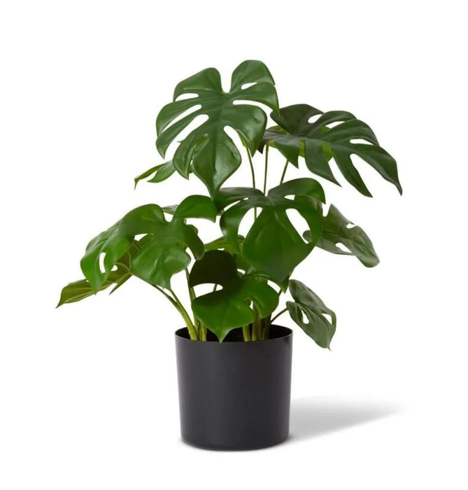 marble monstera plant Monstera Marble in Pot — Biku Furniture & Homewares