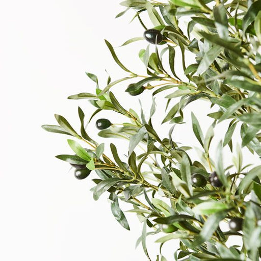 Olive Tree - Biku Furniture & Homewares