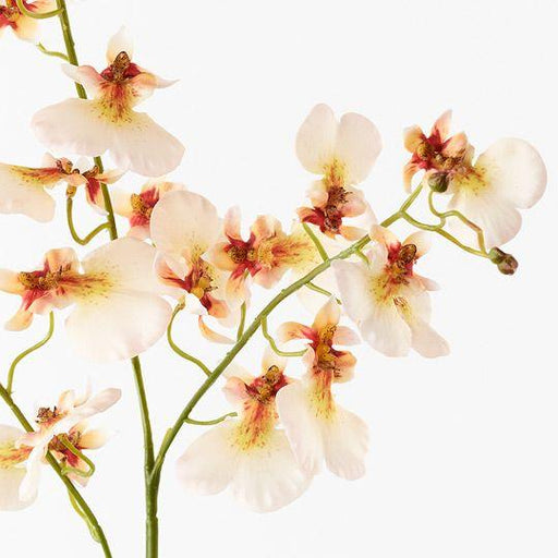 Orchid Dancing - Biku Furniture & Homewares