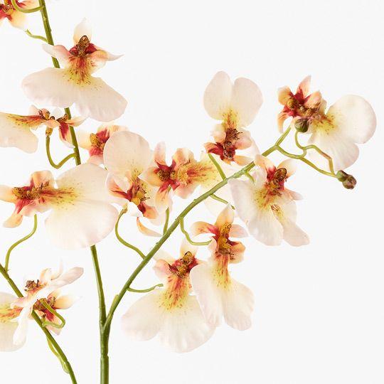 Orchid Dancing - Biku Furniture & Homewares