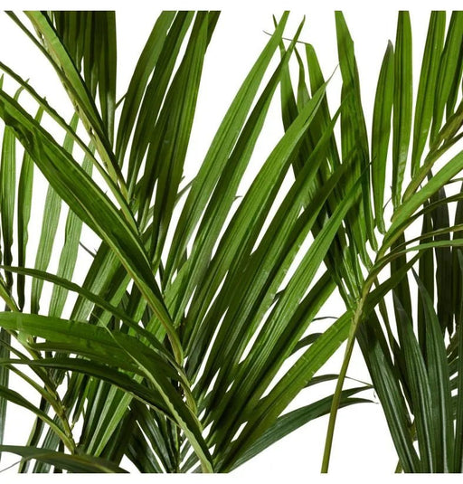 Palm Kentia Green 210cm - Biku Furniture & Homewares