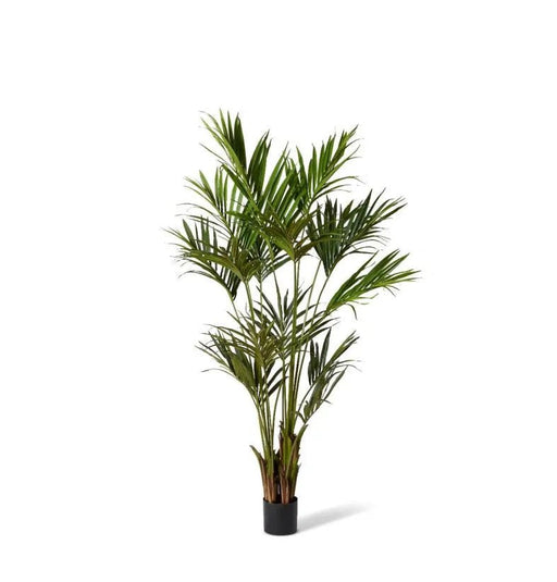 Palm Kentia Green 210cm - Biku Furniture & Homewares