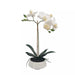 Petite White Orchid in White Pot - Biku Furniture & Homewares