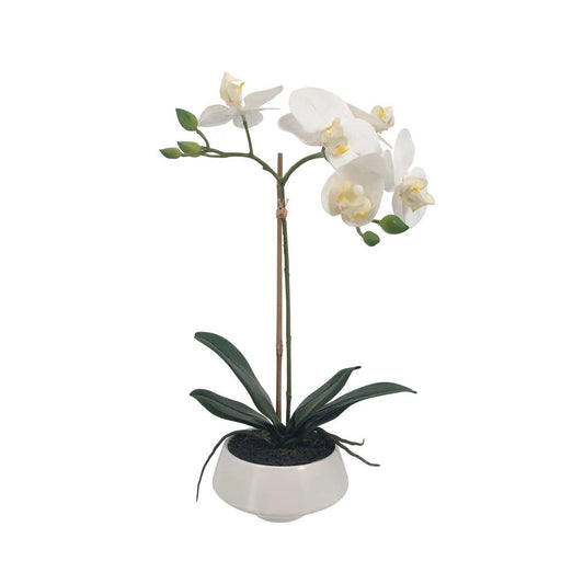 Petite White Orchid in White Pot - Biku Furniture & Homewares