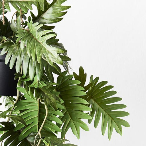 Philodendron Selloum Hanging Pot - Biku Furniture & Homewares