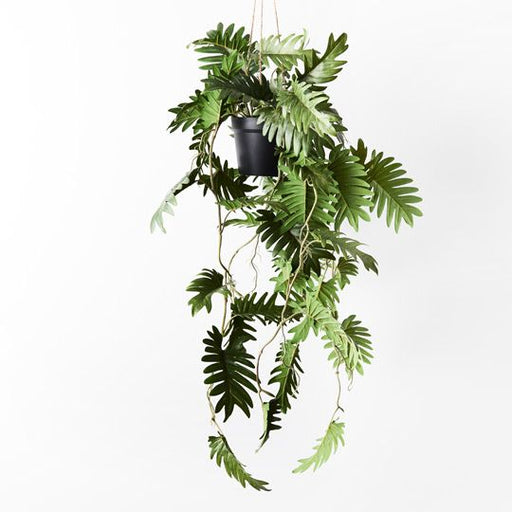 Philodendron Selloum Hanging Pot - Biku Furniture & Homewares