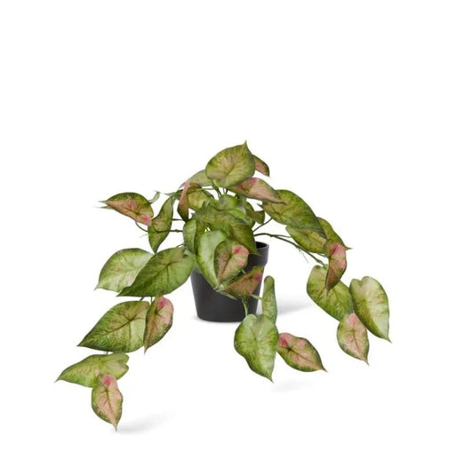 Silver Lady Hanging Basket - Biku Furniture & Homewares