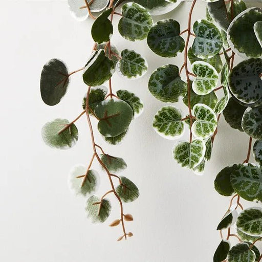 String of Hearts in Pot - Biku Furniture & Homewares