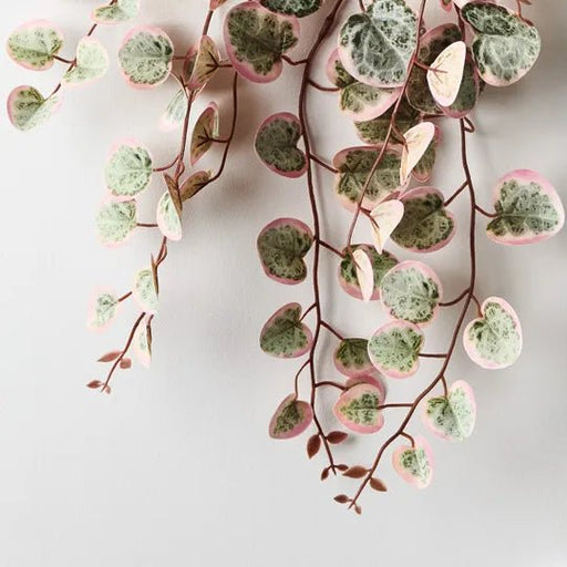 String of Hearts in Pot - Biku Furniture & Homewares