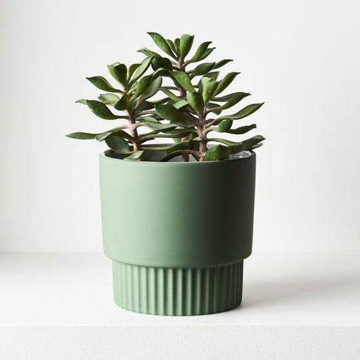 Succulent in Pot - Biku Furniture & Homewares
