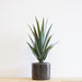 Yucca Head Potted Artificial Plant - Biku Furniture & Homewares