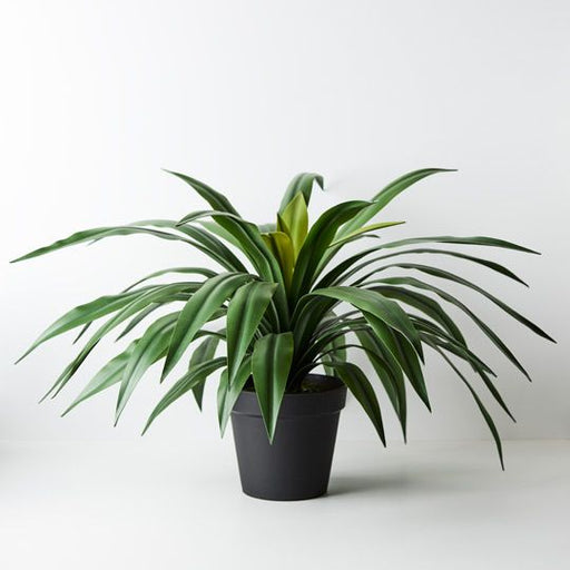 Yucca Plant - Biku Furniture & Homewares